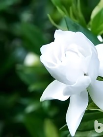 栀子花和她