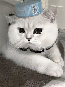 弟弟酱