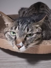 少爷是个只猫？