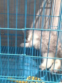 猫咪学校