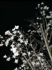 我在南方等你