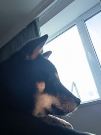 我和我的怨種柴犬