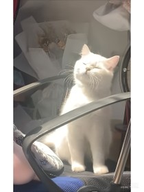 或他