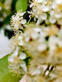 生离荼靡