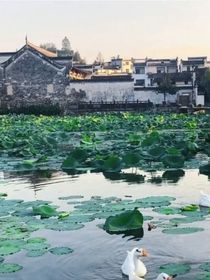 旧故里草木深——祺鑫