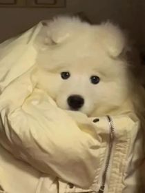 潇洒不是摆烂