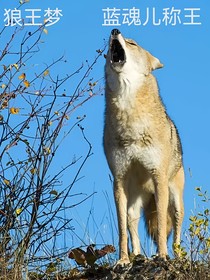 狼王梦——蓝魂儿称王