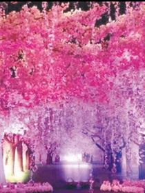樱花树下的姻缘神