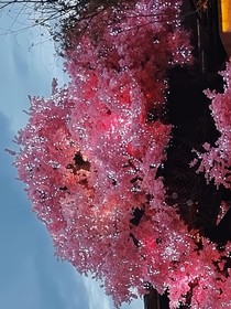 砾