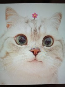 系统，放过我吧！