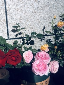 雪滴花——张汉娜和李康武的爱情