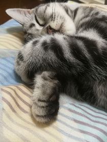 我的第一只猫