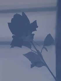 求不得：她和她