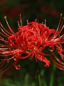 花命世界