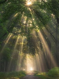 夏荫秋雨