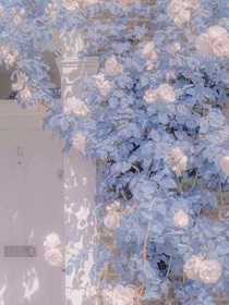 灿漫