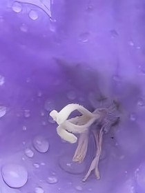 桔梗花的爱意