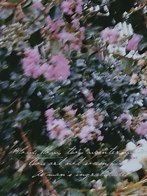 在破碎花海中呐喊