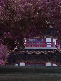 我在梨花里等您