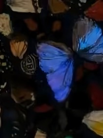 蝶敛花