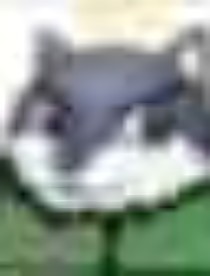 不能言语的爱