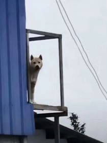 虎子传
