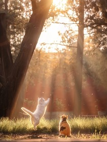 晚來迎清風(fēng)