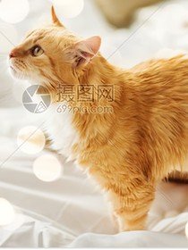 喵灵传