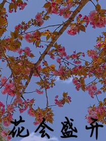 花会盛开