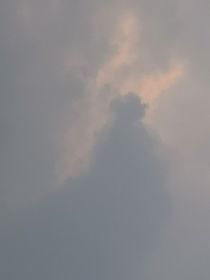 all極白玫瑰