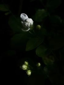 云与风随行