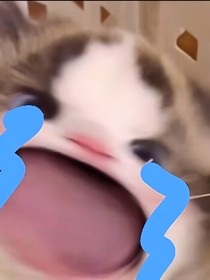 重生之修貓