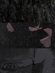 一舞后，刀掉下