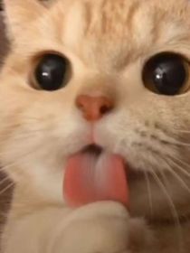 TNT：小猫真好rua