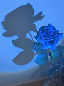 七日玫瑰
