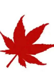 我的老先生