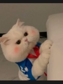 我亲爱的小猫