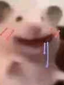 与猫