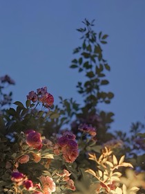 囚恨的愛