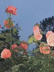 爱而不得：他是她遥不可及的梦想