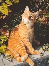 猫武士——学徒勇士
