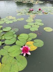 神雕侠侣之芙蓉浦雁双飞