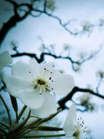 梨花頌人