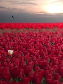 红色花海