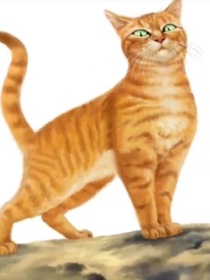 猫武士——火星疯了