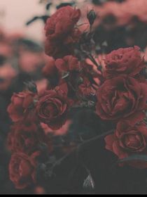 云海花城