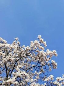 琅玉兰