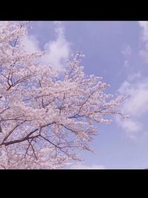 風(fēng)起愛消失
