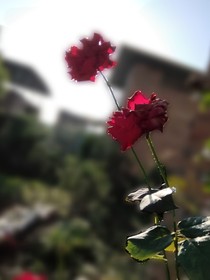 见风不悲观澜庭