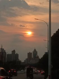 森鷸